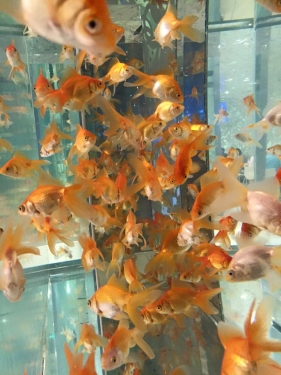 シーザーズパレスの中華_3