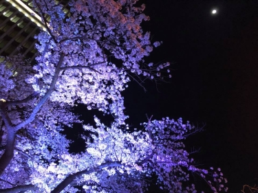 夜桜_5