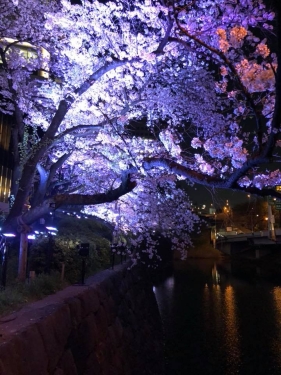 夜桜_4