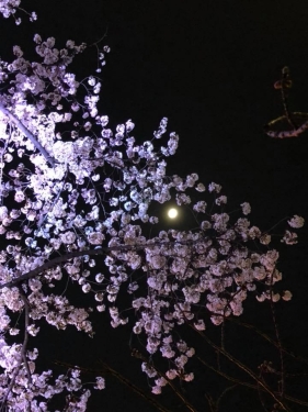 夜桜_2